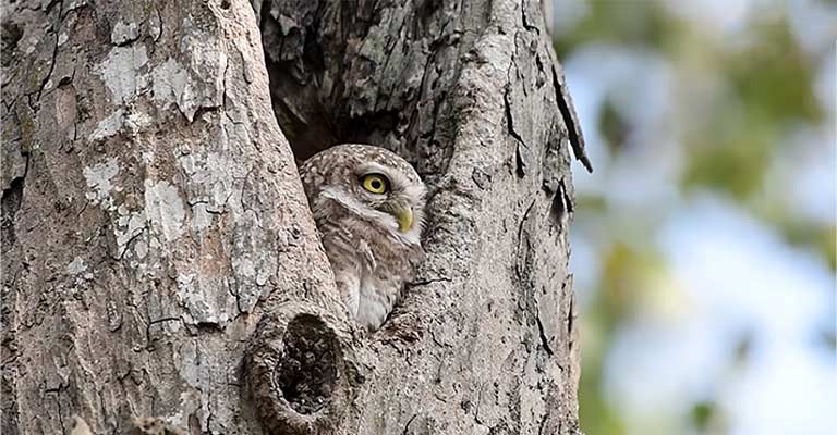 Nesting Habit of Spotted Owl