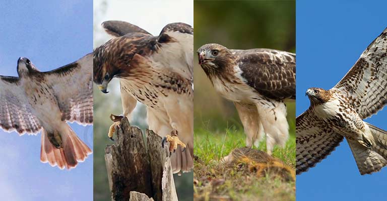 Taxonomy of Southwestern Red-tailed Hawk