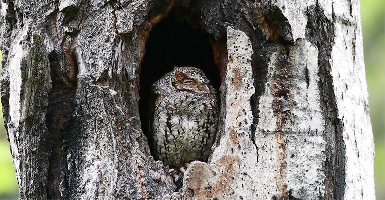 Nesting Sites