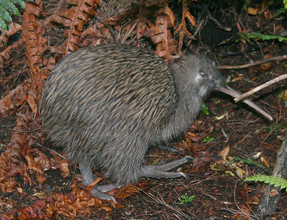 New Zealand Kiwi