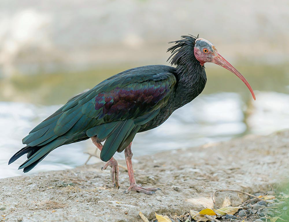 Northern Bald Ibis