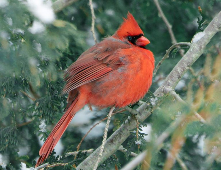 A Comprehensive Guide on 15 Exotic Birds With Red Beaks - The Worlds ...