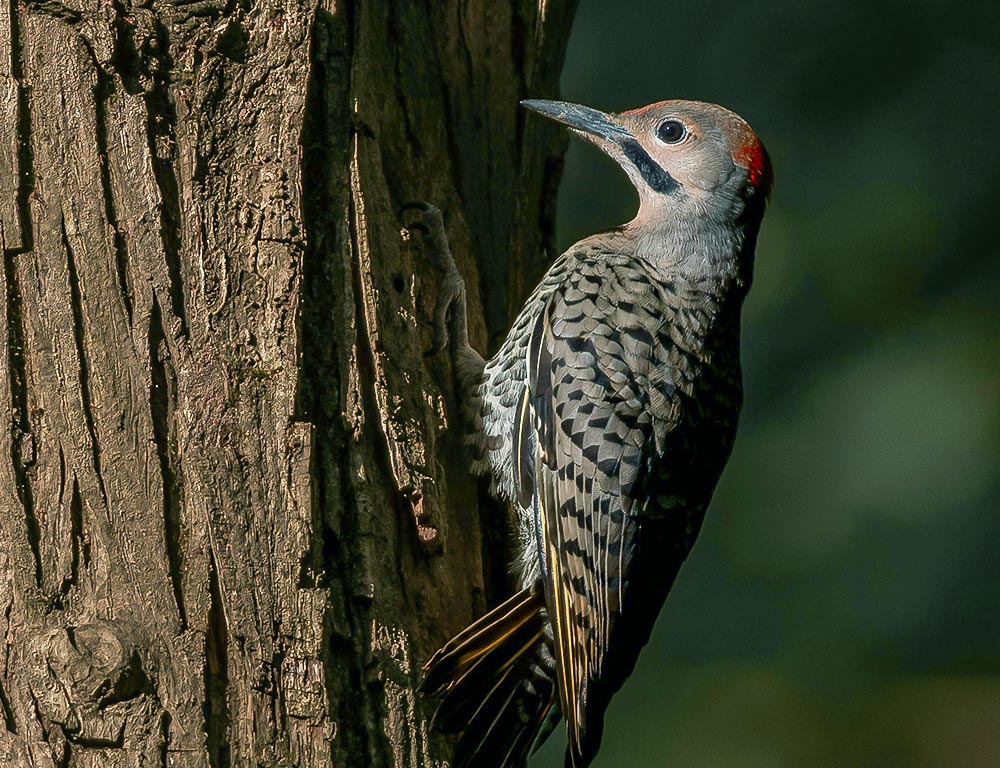 Northern Flicker