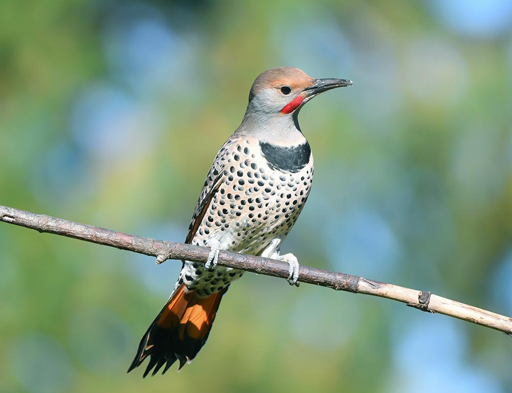 Northern Flicker