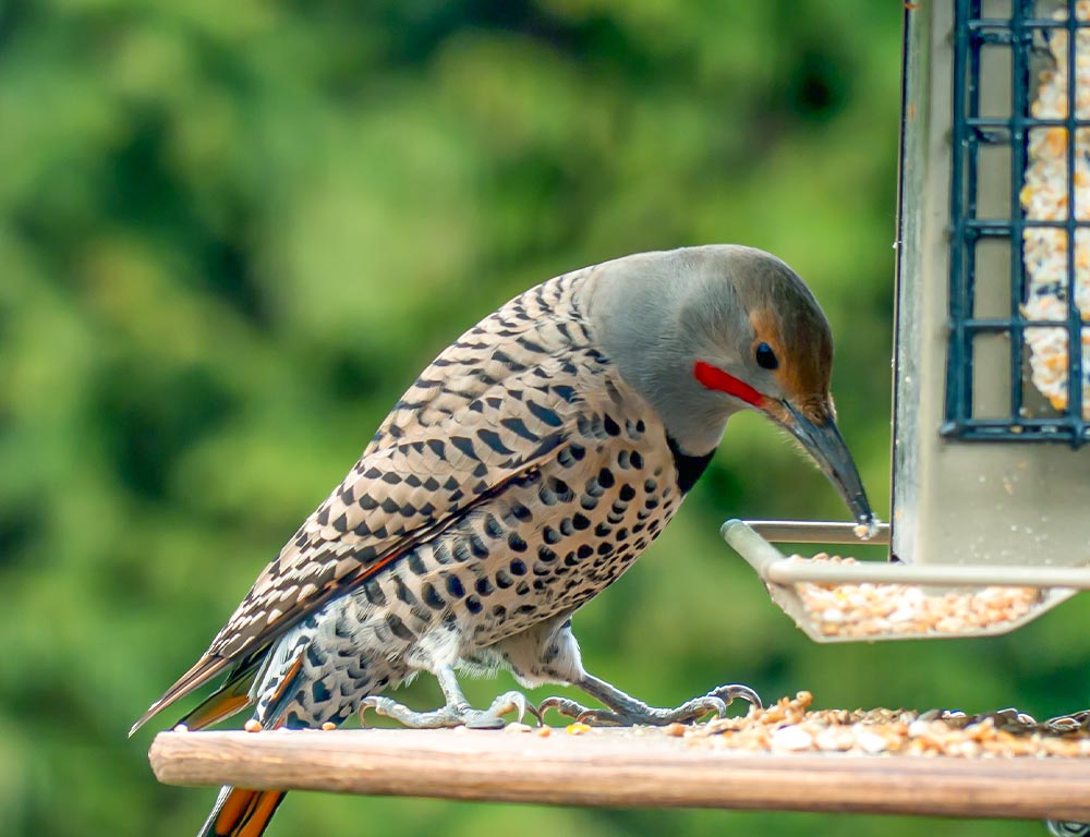 Northern Flicker