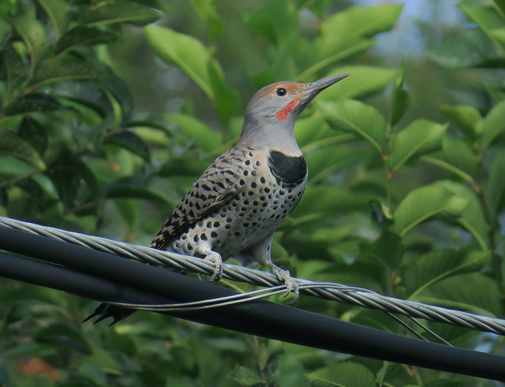 Northern Flicker