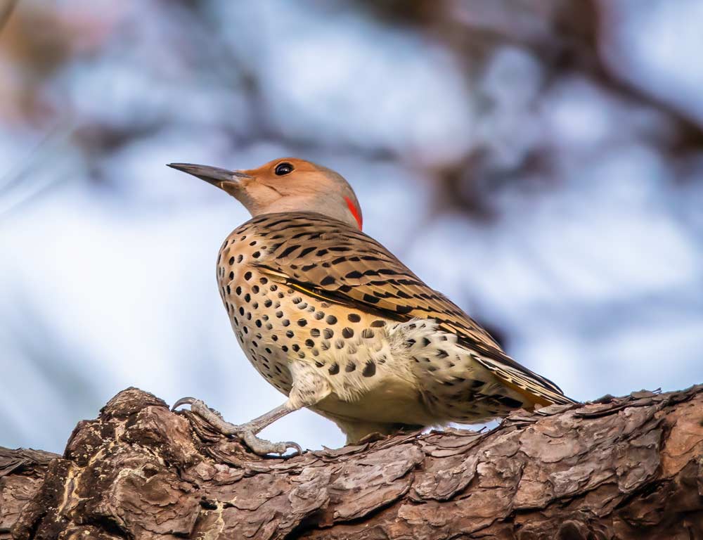 Northern Flicker