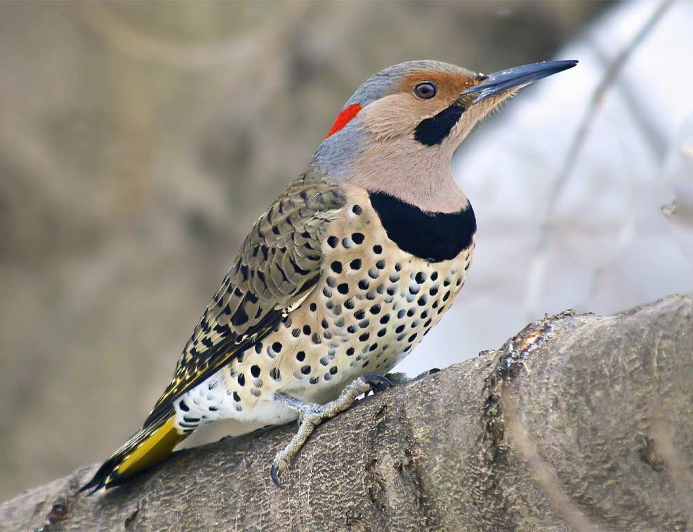 Northern Flicker