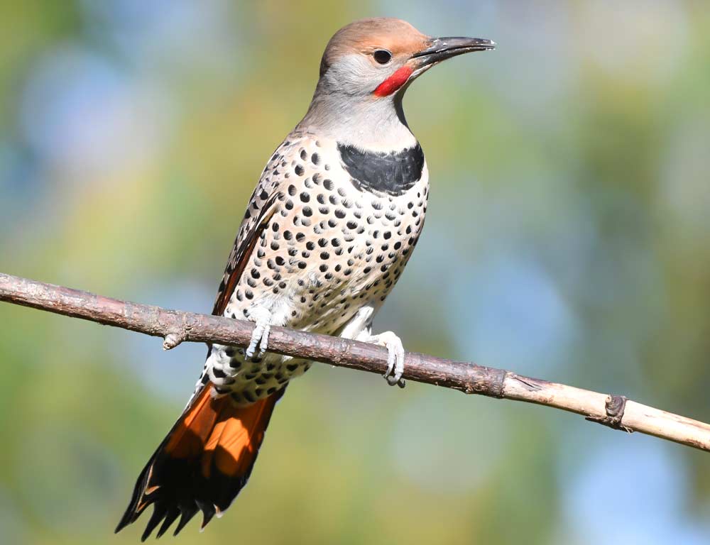 Northern Flicker