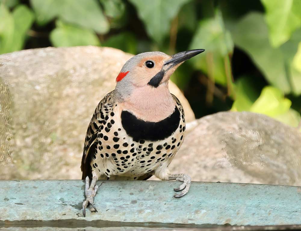 Northern Flicker