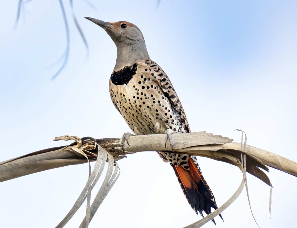 Northern Flicker