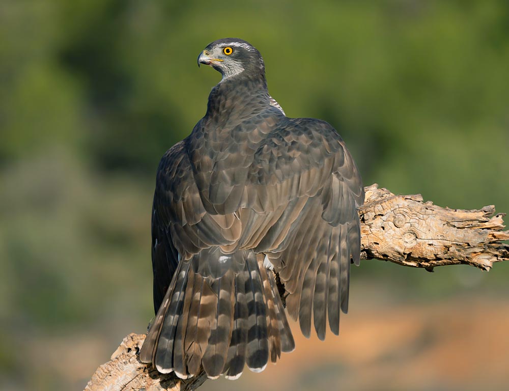 Northern Goshawk