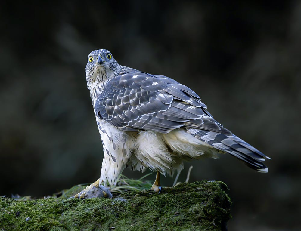 Northern Goshawk