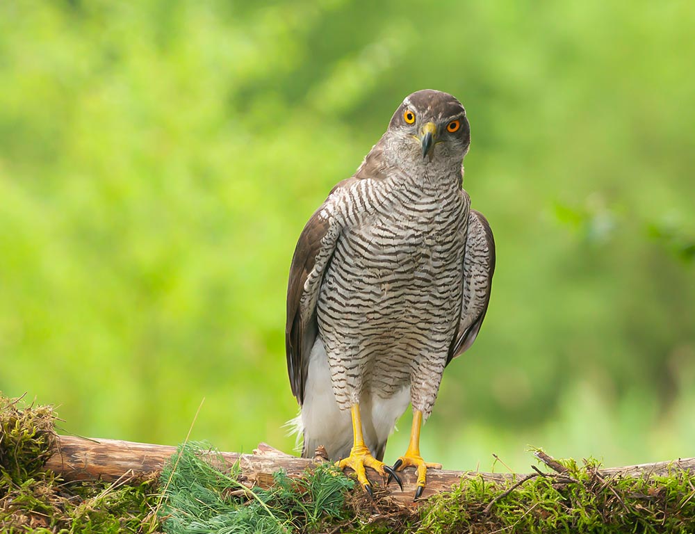 Northern Goshawk