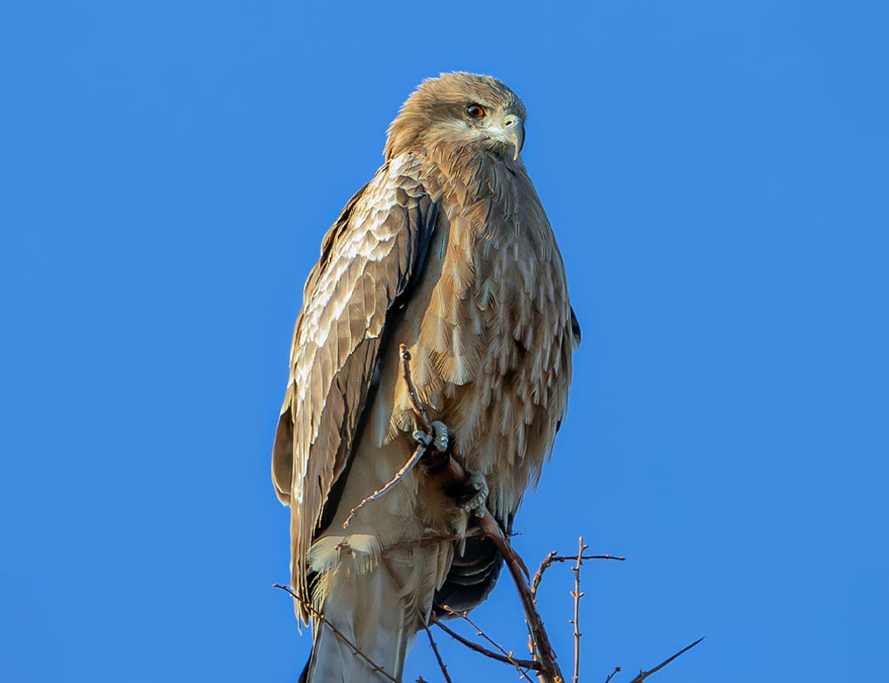 Northern Goshawk