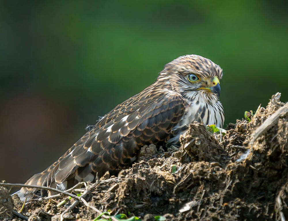 Northern Goshawk