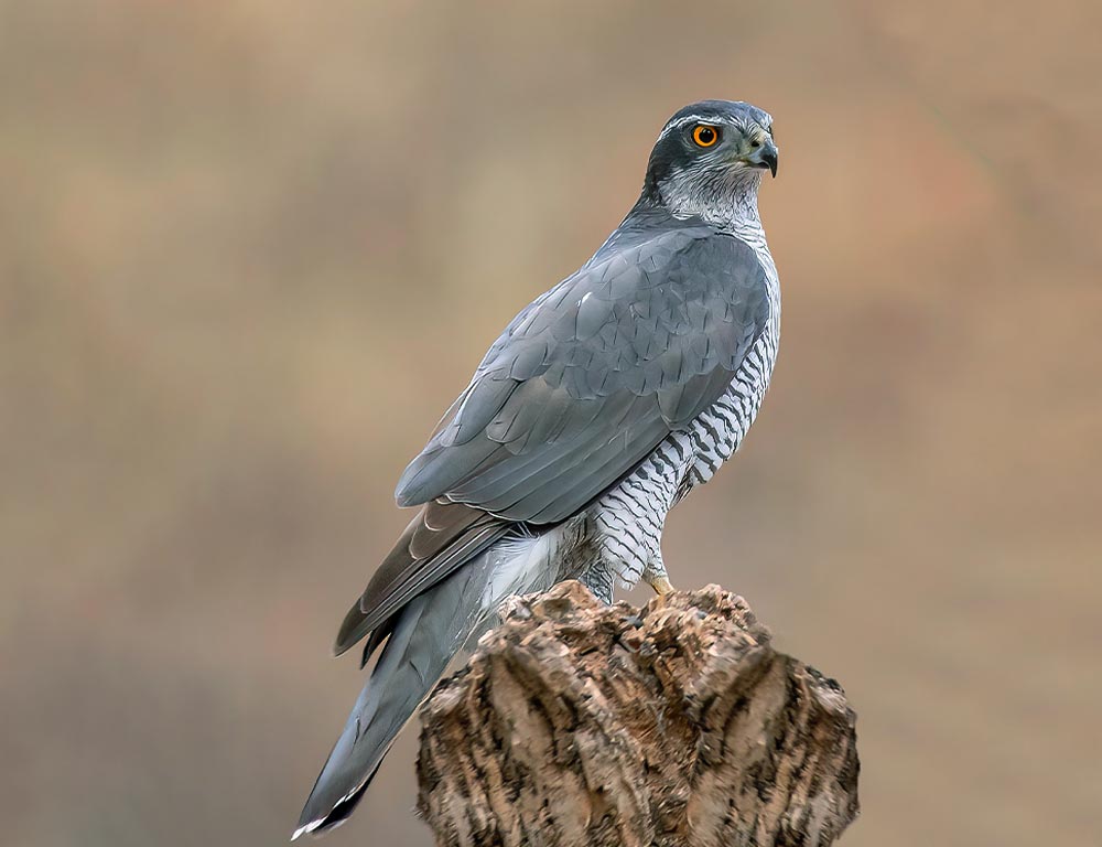 Northern Goshawk