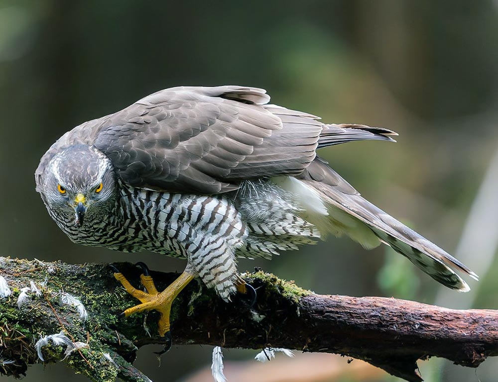 Northern Goshawk