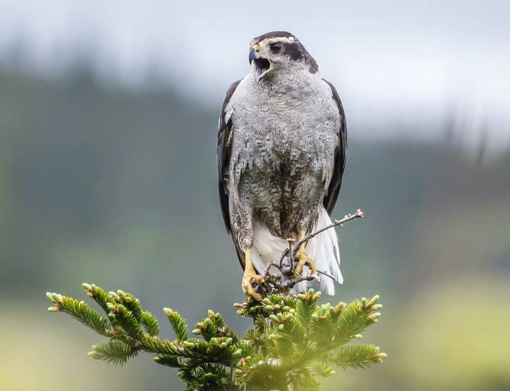 Northern Goshawk