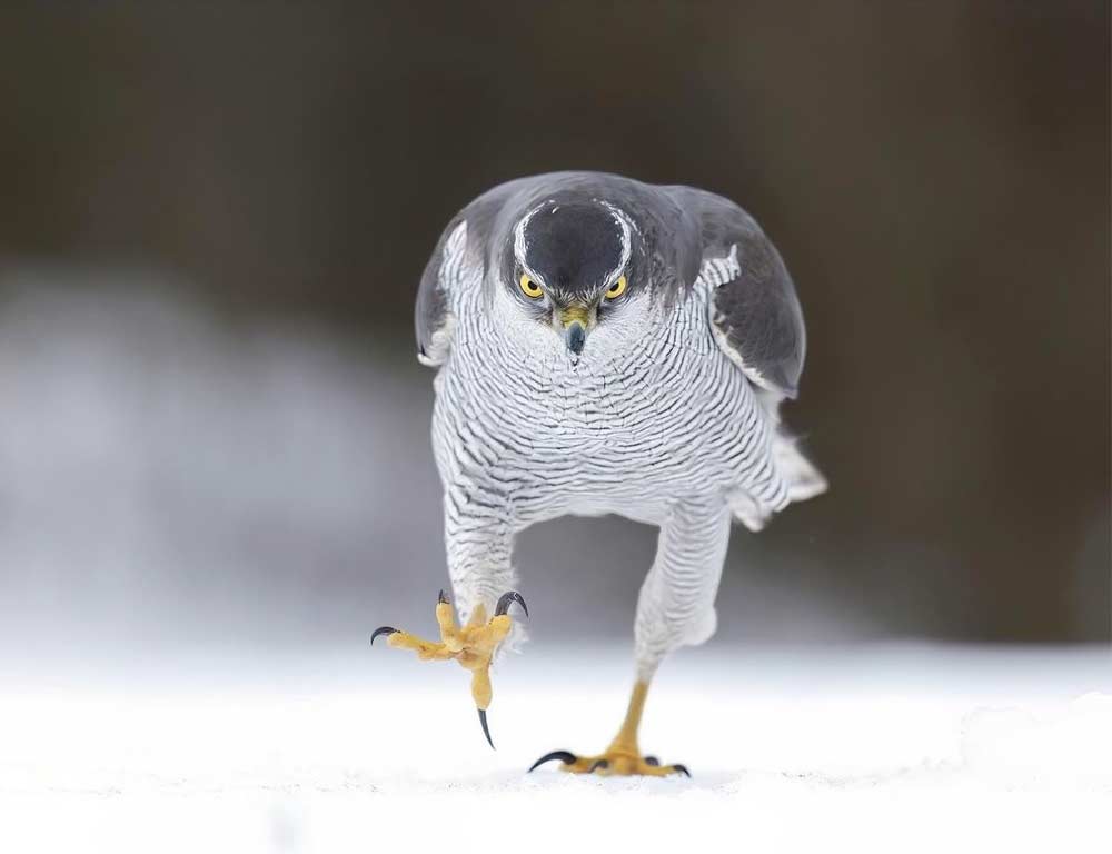 Northern Goshawk