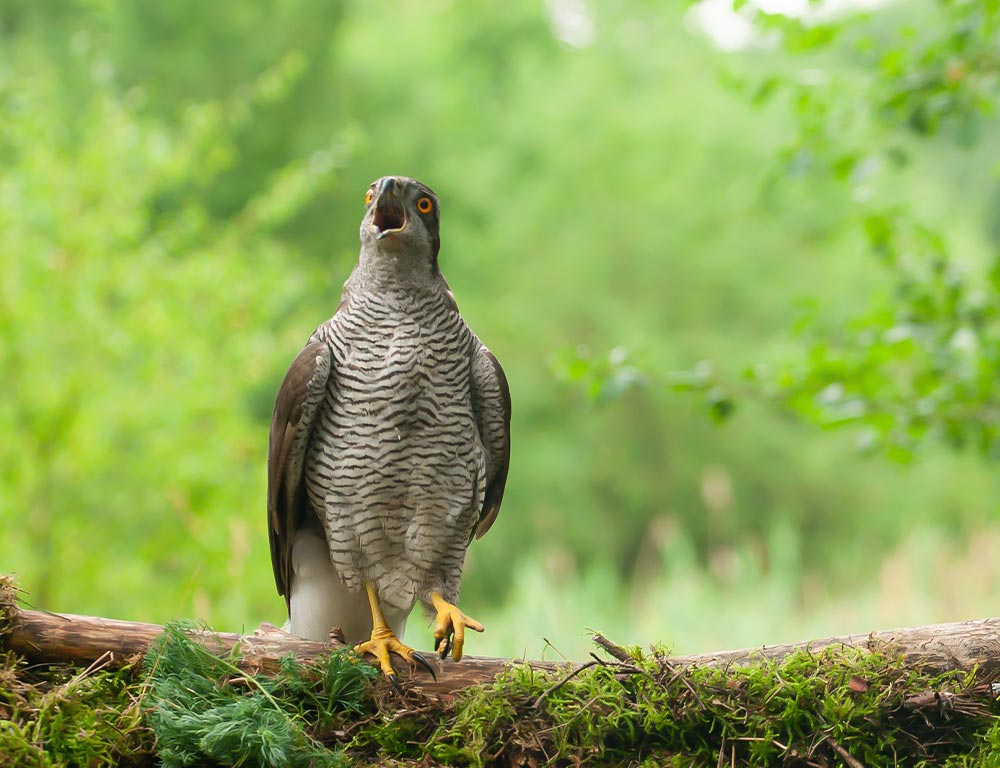 Northern Goshawk