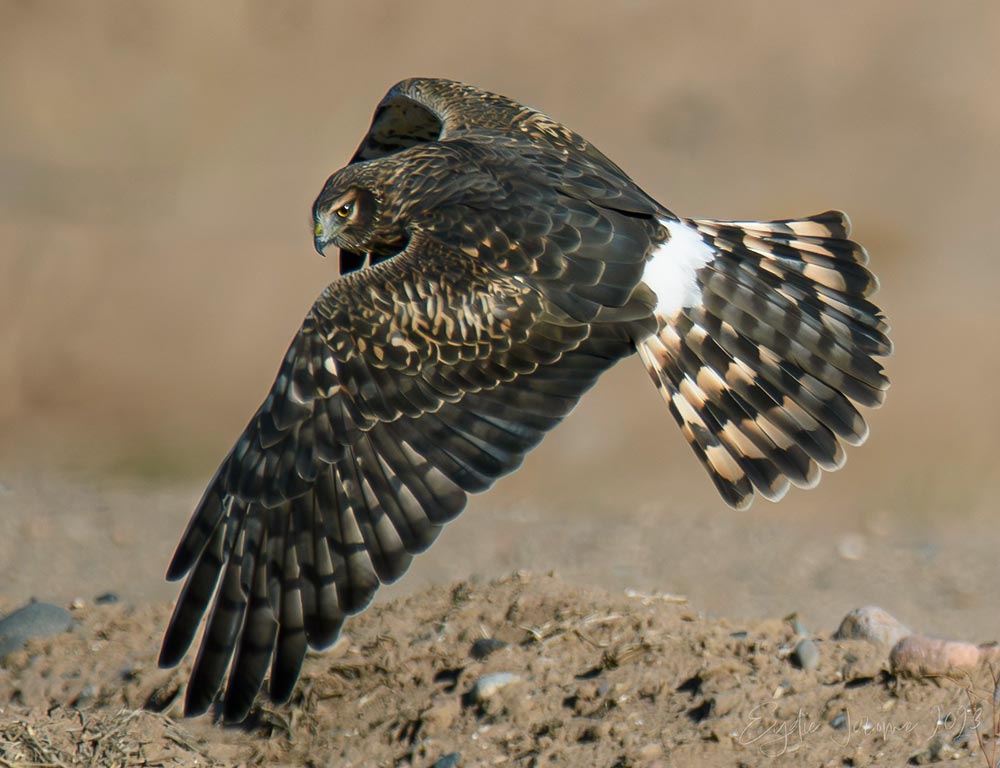 Northern Harrier