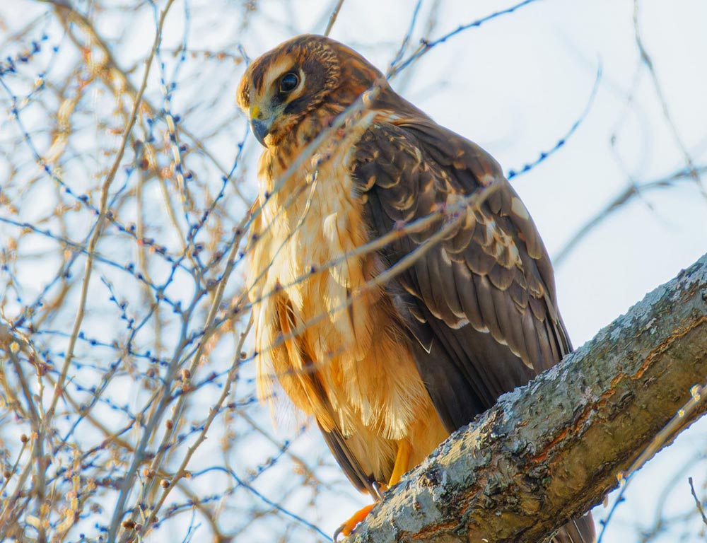 Northern Harrier