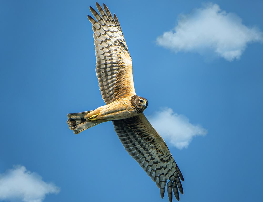 Northern Harrier