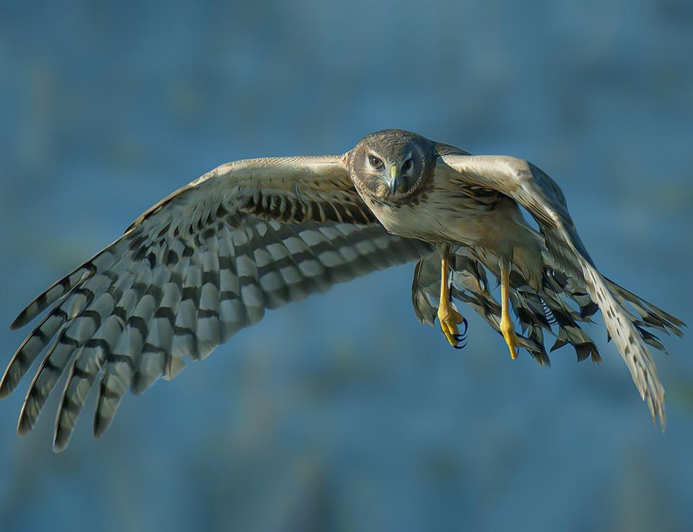 Northern Harrier