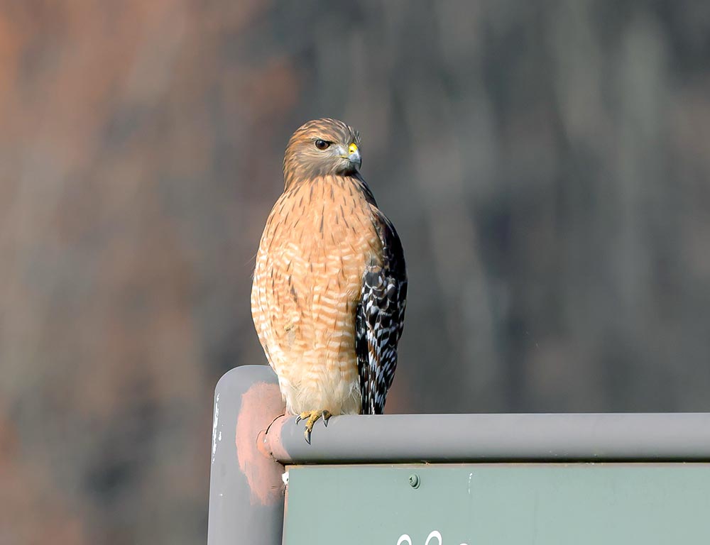 Northern Harrier