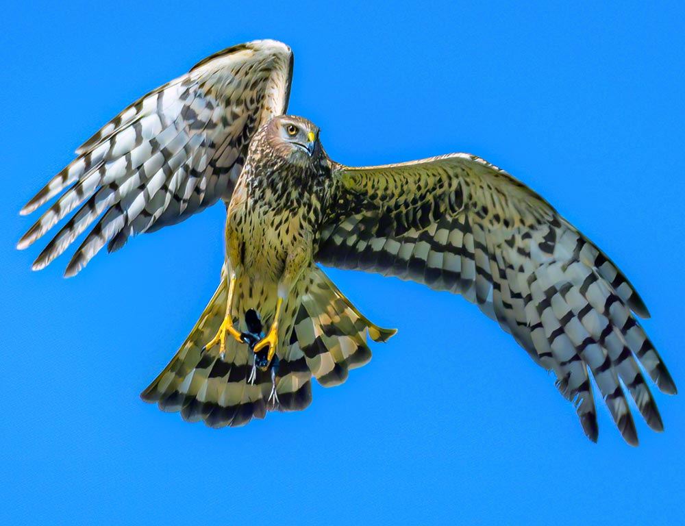 Northern Harrier