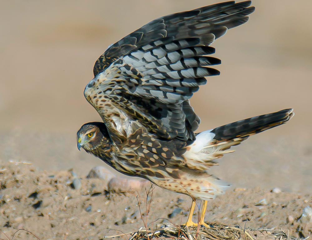 Northern Harrier