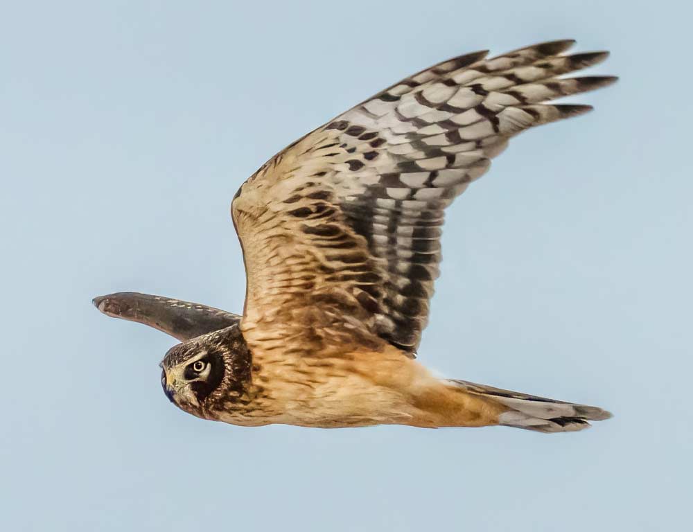 Northern Harrier