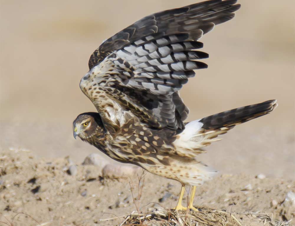 Northern Harrier