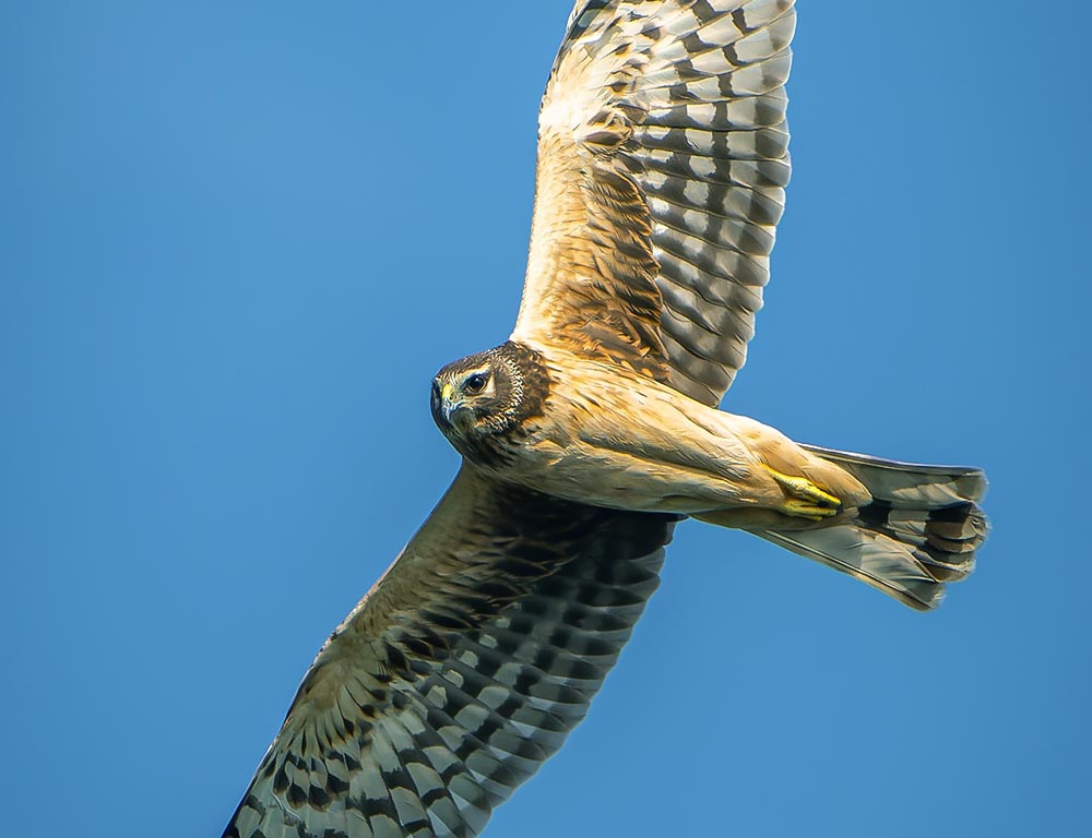 Northern Harrier