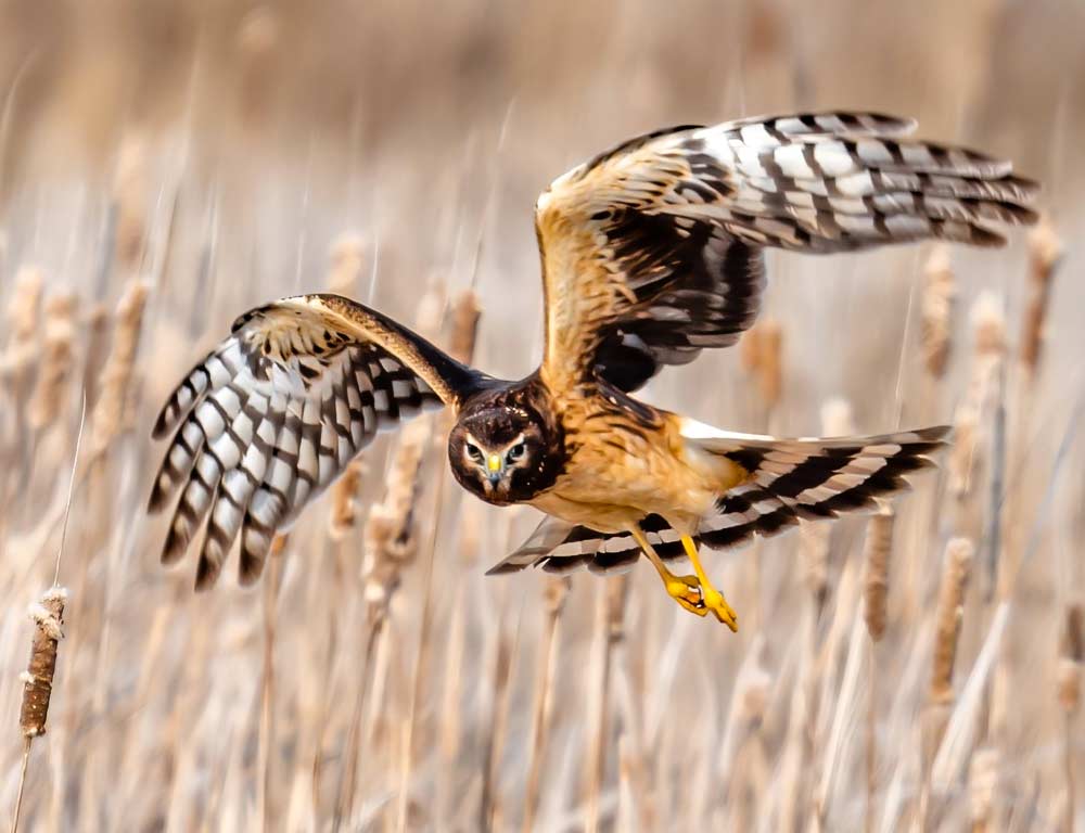 Northern Harrier