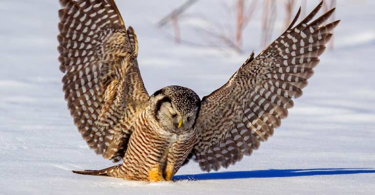 Northern Hawk-Owl