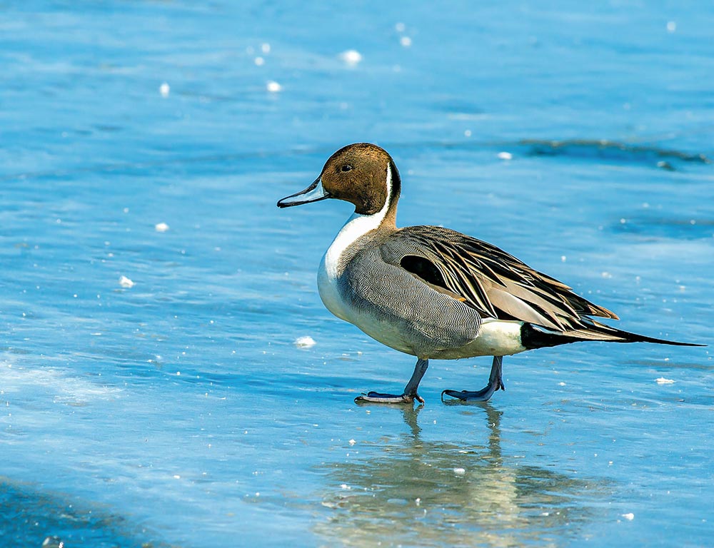 Northern Pintail