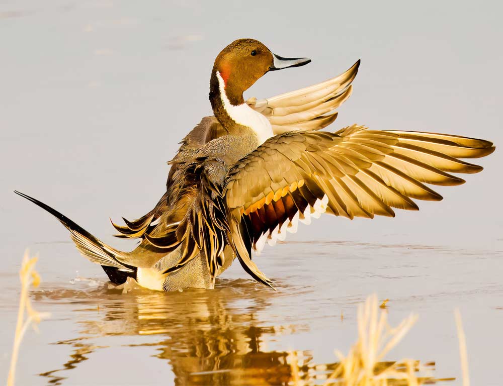 Northern Pintail