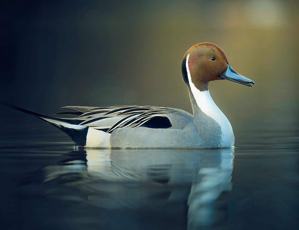 Northern Pintail