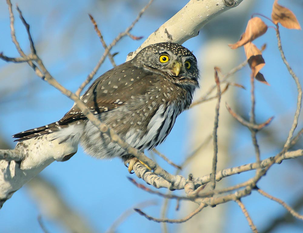 Northern Pygmy Owl