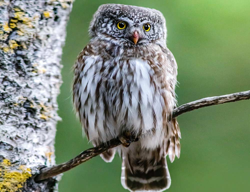 Northern Pygmy Owl