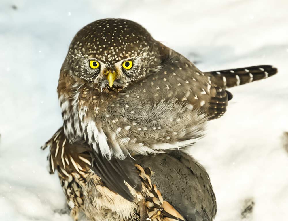 Northern Pygmy Owl