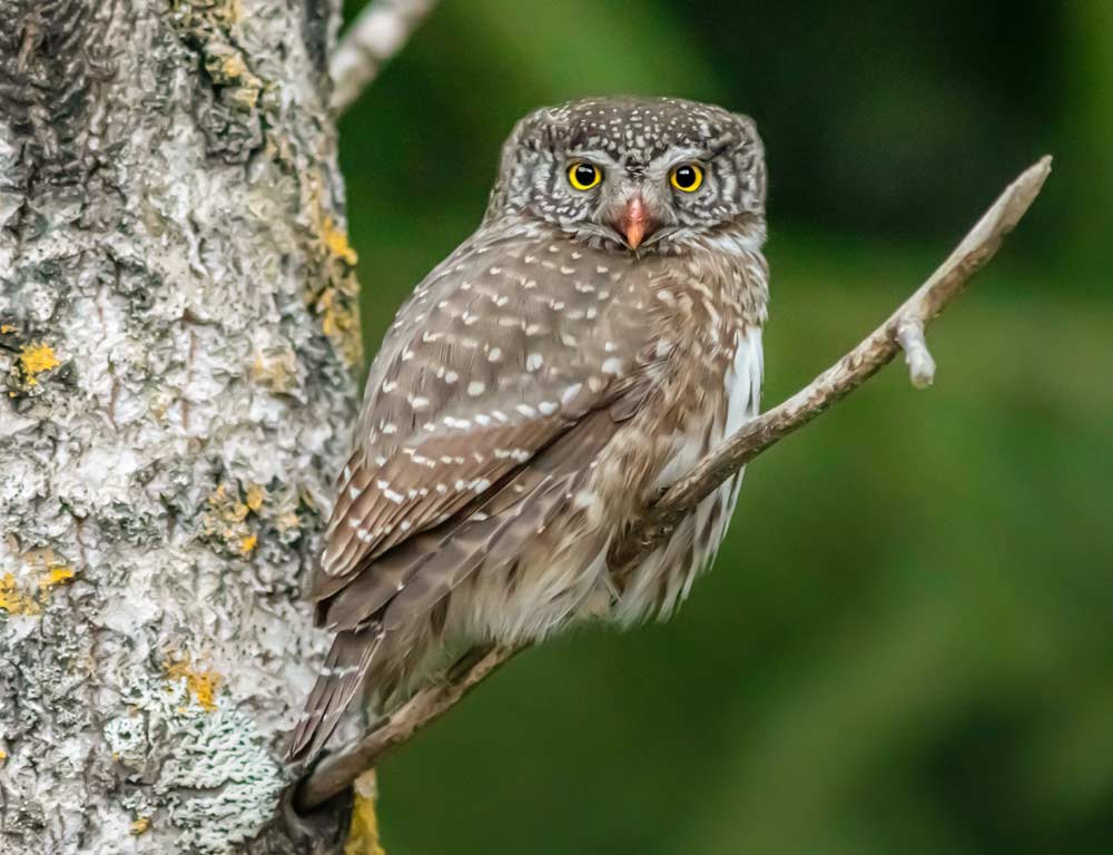 Northern Pygmy Owl