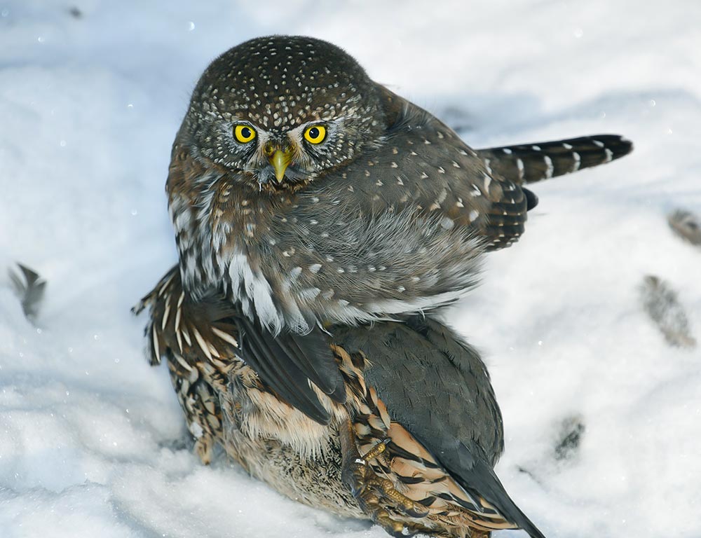 Northern Pygmy Owl