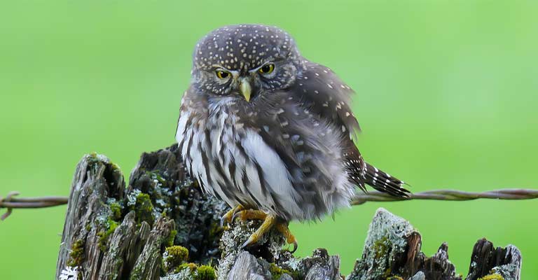 Northern Pygmy Owl Life History