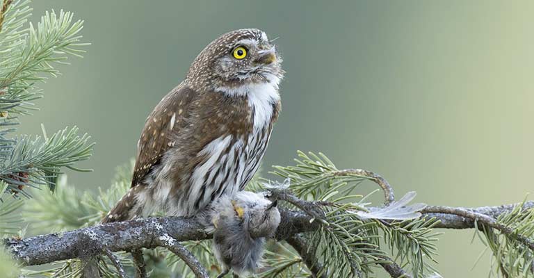 Northern Pygmy Owl