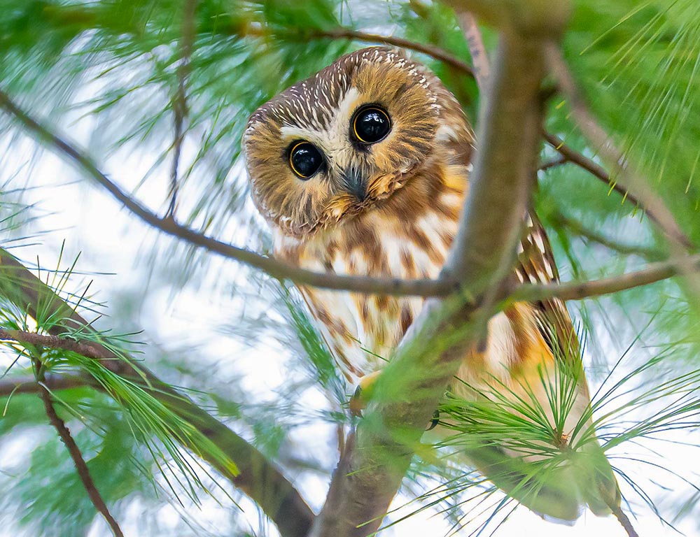 Northern Saw-Whet Owl