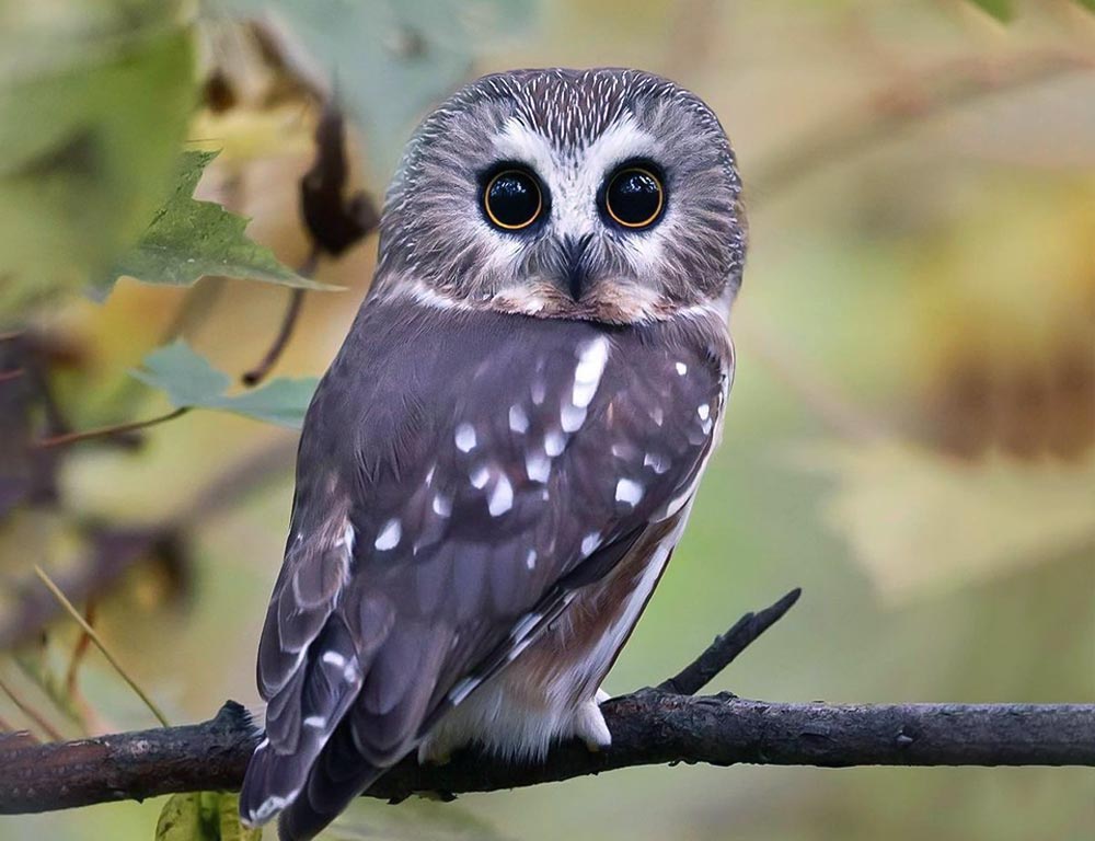 Northern Saw-whet Owl