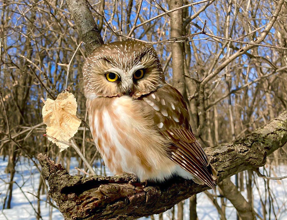 Northern Saw-whet Owl